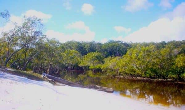 Urang Creek, Fraser Island, looking upstream at high tide